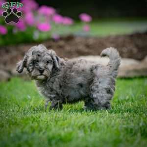 Bailey, Cavapoo Puppy