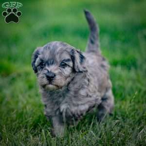 Bailey, Cavapoo Puppy