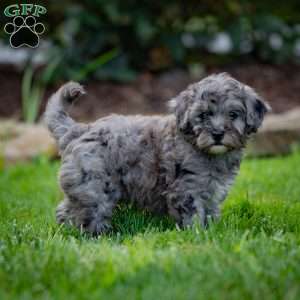 Bailey, Cavapoo Puppy