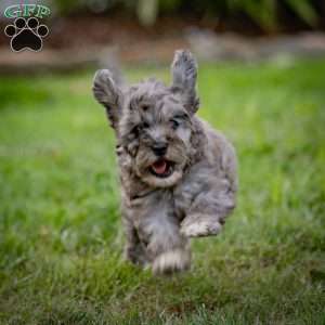 Bailey, Cavapoo Puppy