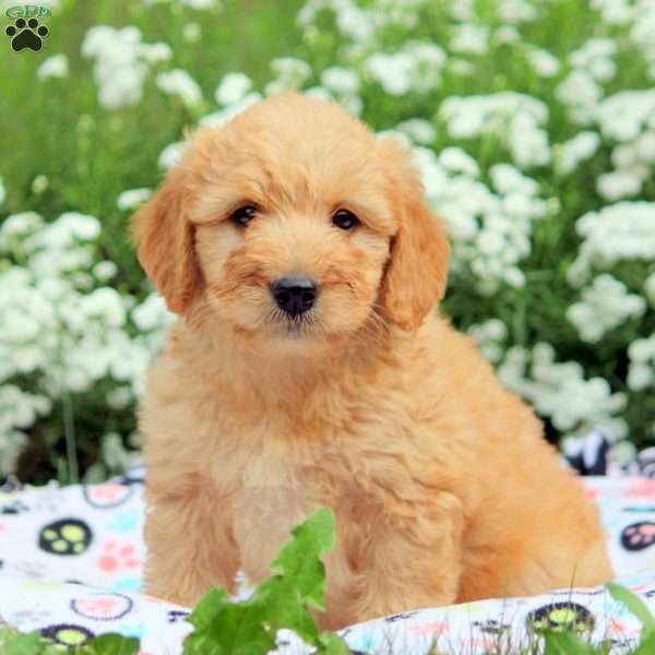 Bailey, Mini Goldendoodle Puppy