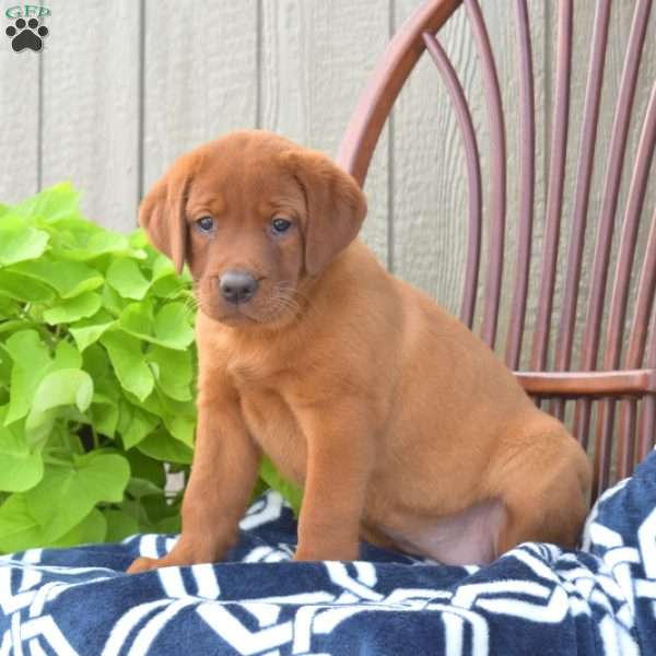 Bailey, Fox Red Labrador Retriever Puppy