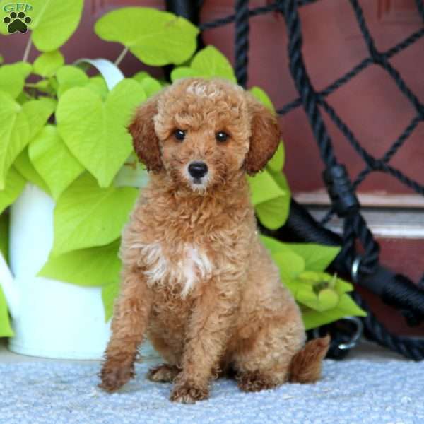 Bailey, Mini Goldendoodle Puppy