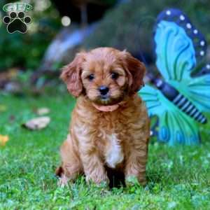 Cavapoo Puppies For Sale - Greenfield Puppies