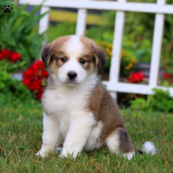 Bambi, Bernese Mountain Dog Mix Puppy