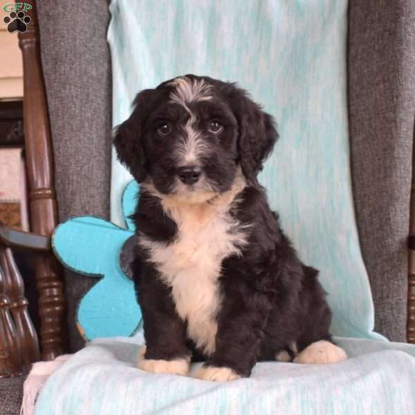 Bandit, Bernedoodle Puppy