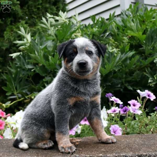 Bandit, Blue Heeler – Australian Cattle Dog Puppy