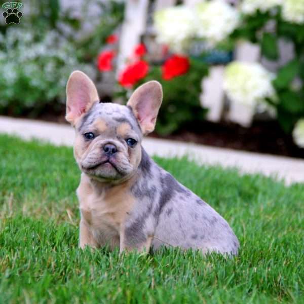 Banjo, French Bulldog Puppy