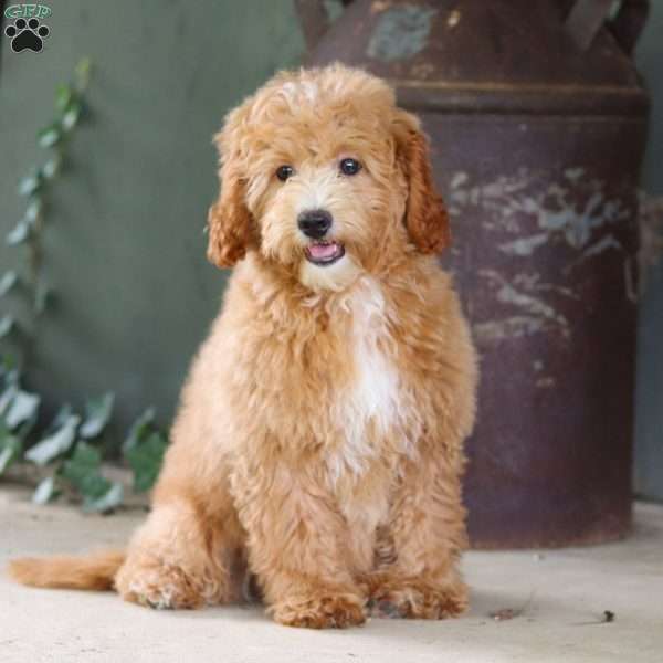 Barbie, Cavapoo Puppy