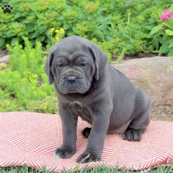 Barbie, Cane Corso Puppy