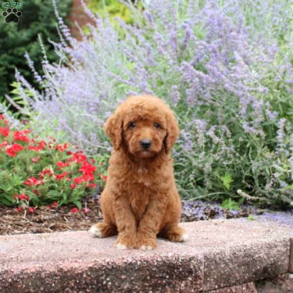 Barney, Mini Goldendoodle Puppy