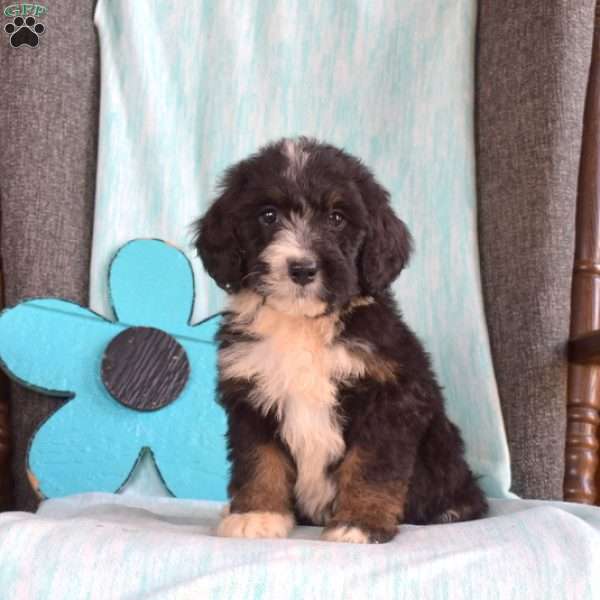 Basil, Bernedoodle Puppy