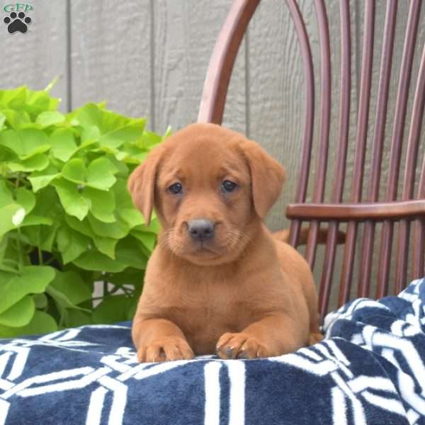 Basil, Fox Red Labrador Retriever Puppy