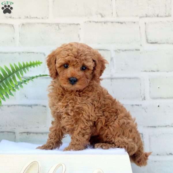 Baxter, Cavapoo Puppy