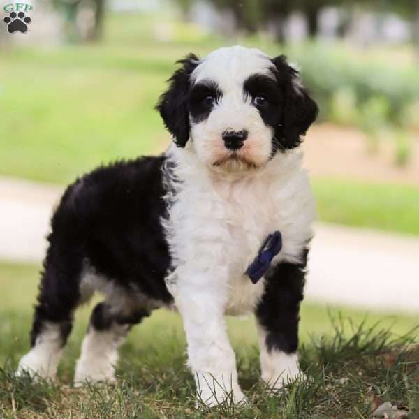 Bean, Sheepadoodle Puppy