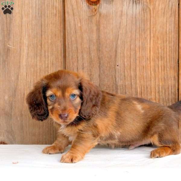 Bean-Mini, Dachshund Puppy