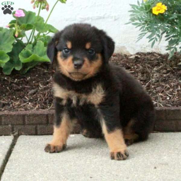 Beana, Rottweiler Puppy