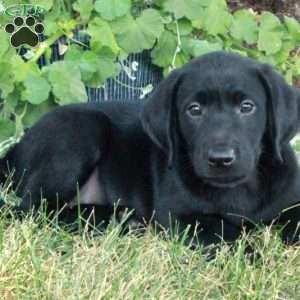 Black Labrador Retriever Puppies For Sale - Greenfield Puppies