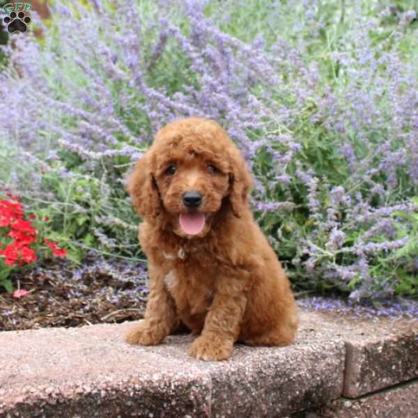 Bear, Mini Goldendoodle Puppy