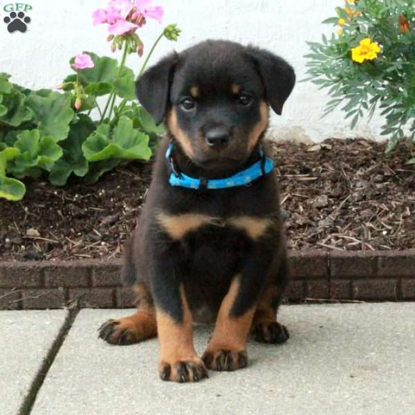 Beatrice, Rottweiler Puppy