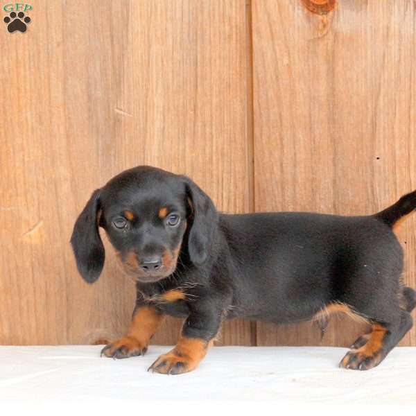 Beau-Mini, Dachshund Puppy