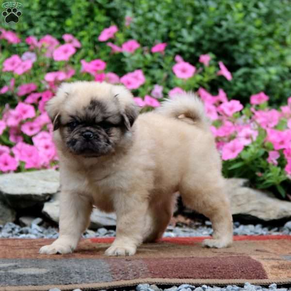 Beauty, Pug Puppy