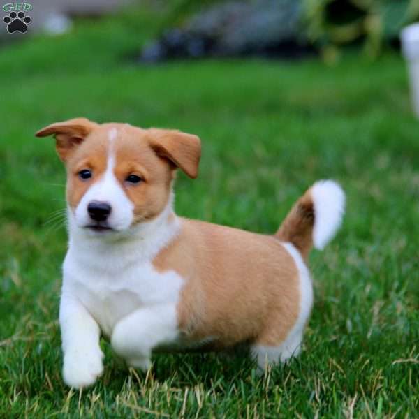 Beauty, Welsh Corgi Mix Puppy