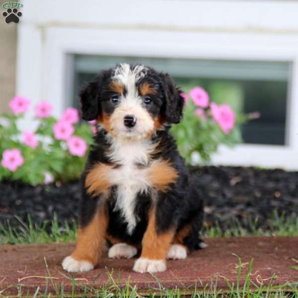 Beauty, Bernese Mountain Dog Mix Puppy