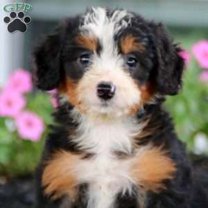 Beauty, Bernese Mountain Dog Mix Puppy