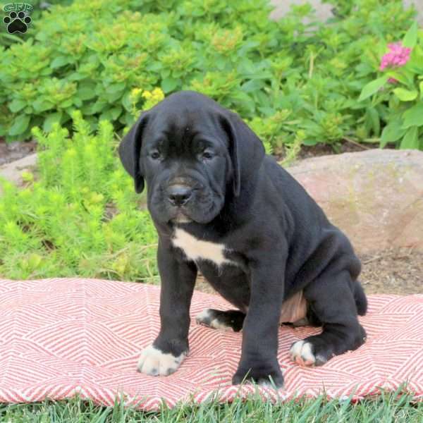 Becka, Cane Corso Puppy