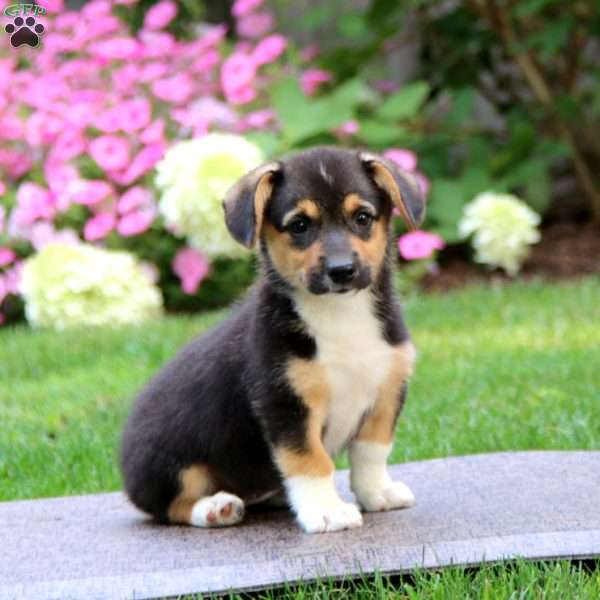 Becky, Pembroke Welsh Corgi Puppy