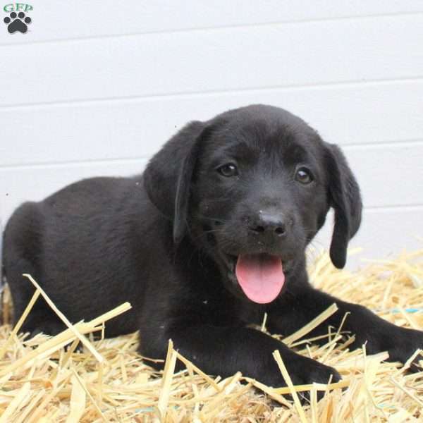 Bell, Labrador Mix Puppy