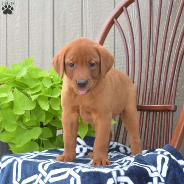 Bella, Fox Red Labrador Retriever Puppy