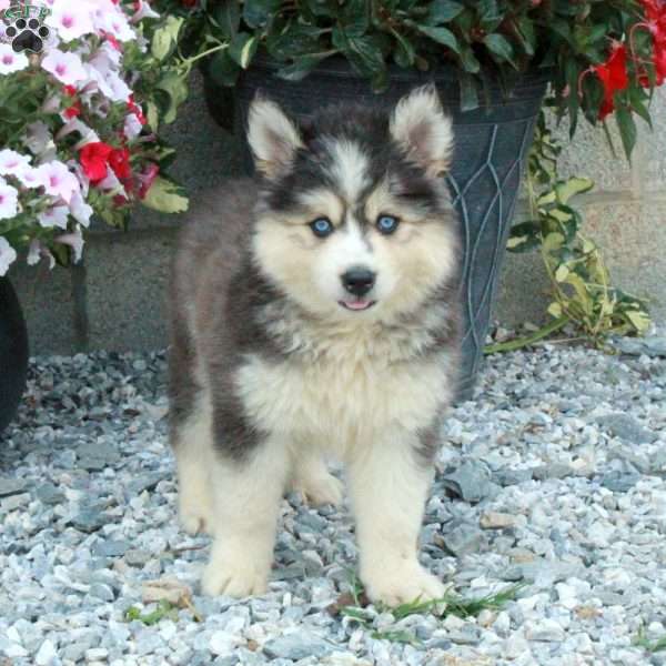 Bella, Pomsky Puppy