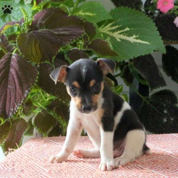 Bella, Jack Russell Terrier Puppy