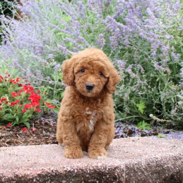 Bella, Mini Goldendoodle Puppy