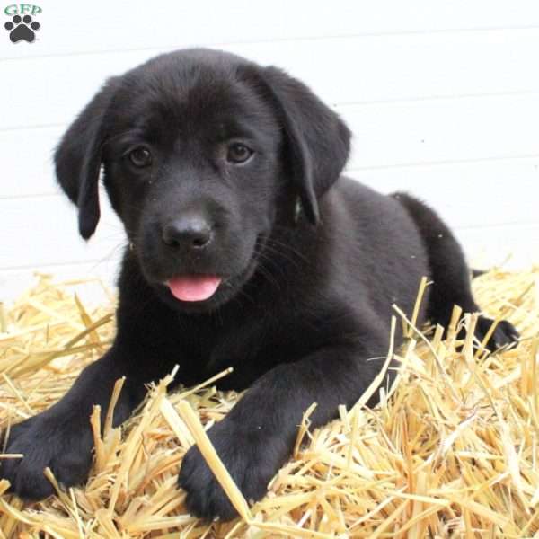 Bella, Labrador Mix Puppy