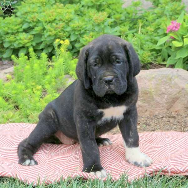 Bella, Cane Corso Puppy