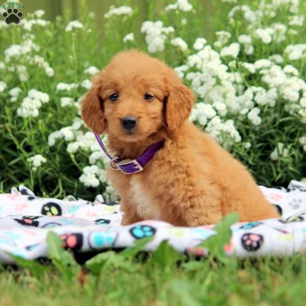 Bella, Mini Goldendoodle Puppy