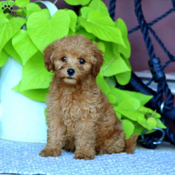 Bella, Mini Goldendoodle Puppy