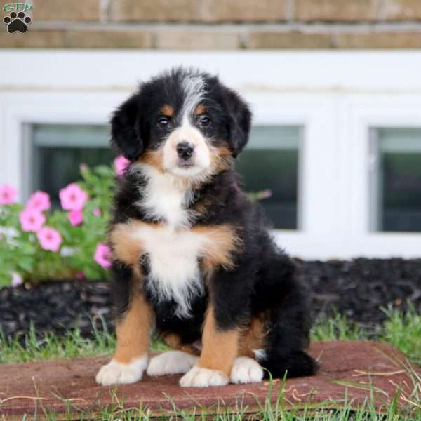 Bella, Bernese Mountain Dog Mix Puppy