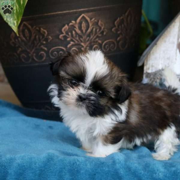 Bella, Shih Tzu Puppy