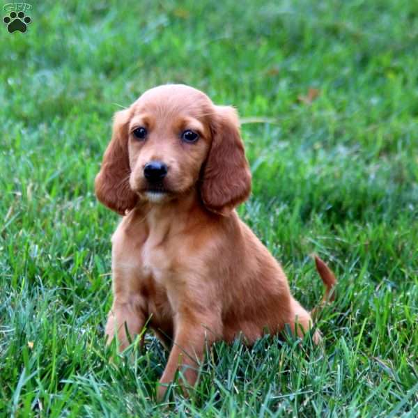 Bella, Irish Setter Puppy