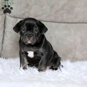 Bella, French Bulldog Mix Puppy