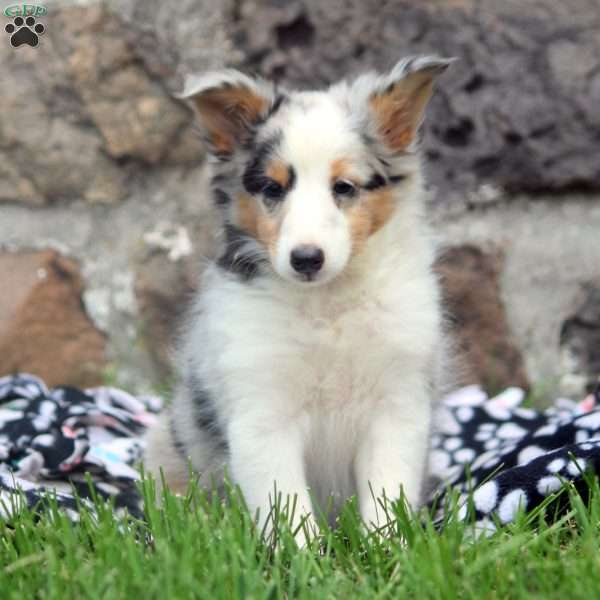 Belle, Sheltie Puppy