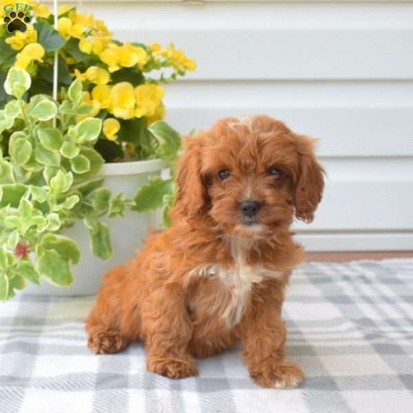 Belle, Cavapoo Puppy