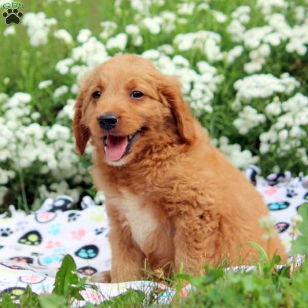 Ben, Mini Goldendoodle Puppy