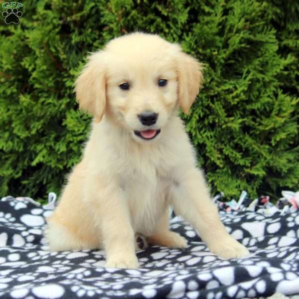 Ben, Golden Retriever Puppy