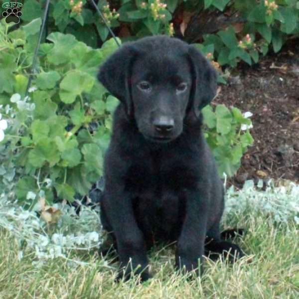 Benji, Black Labrador Retriever Puppy