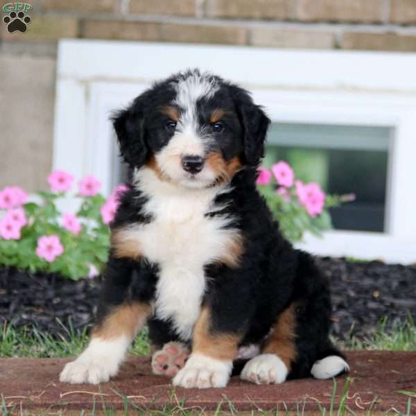 Benji, Bernese Mountain Dog Mix Puppy